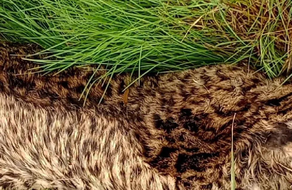 GATO