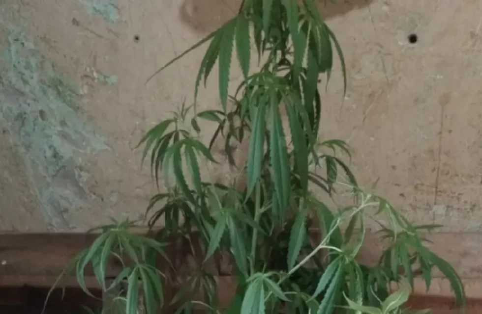 marihuana