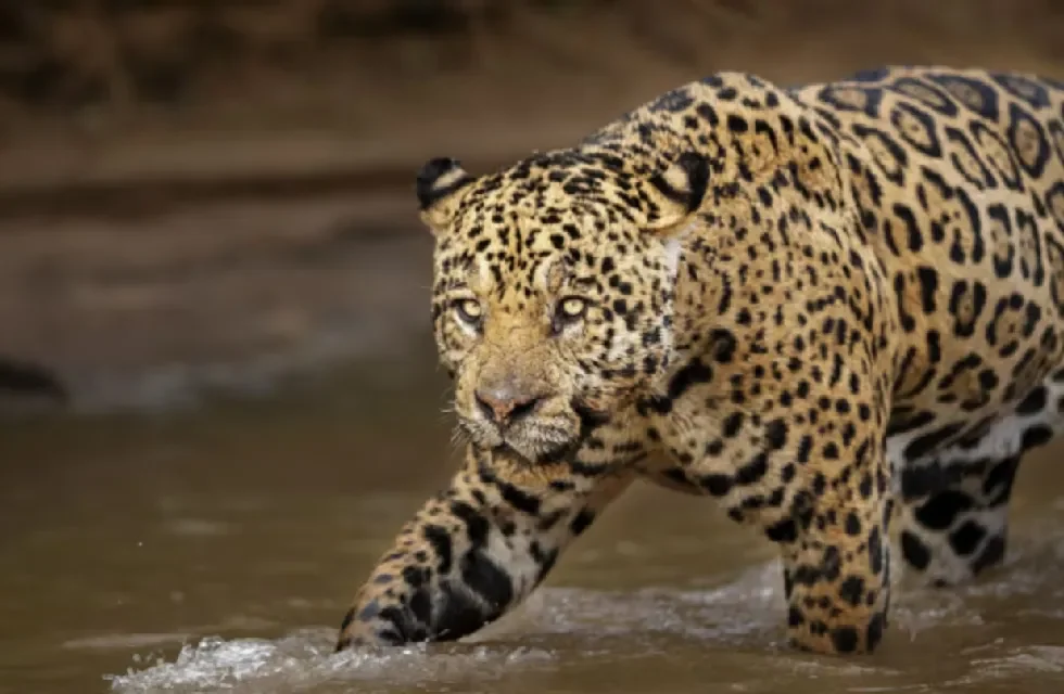 reserva animal