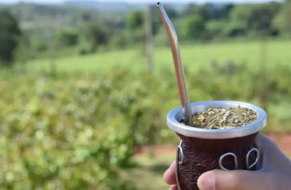 yerba mate